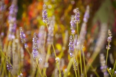 Speciale week end dicembre 2013 in Liguria