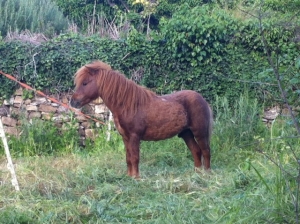 pony per i bambini