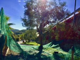 L'azienda agricola - Olio extravergine d'oliva
